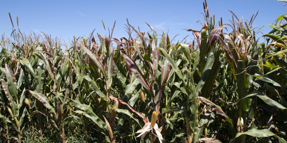 Agrodefesa orienta produtores sobre ações para diminuir a incidência dos enfezamentos transmitidos pela cigarrinha do milho