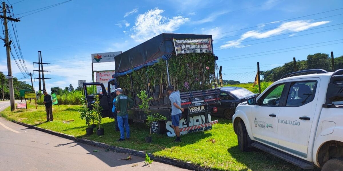 Agrodefesa intensifica fiscalização de ambulantes e apreende quase seis toneladas de mudas comercializadas ilegalmente