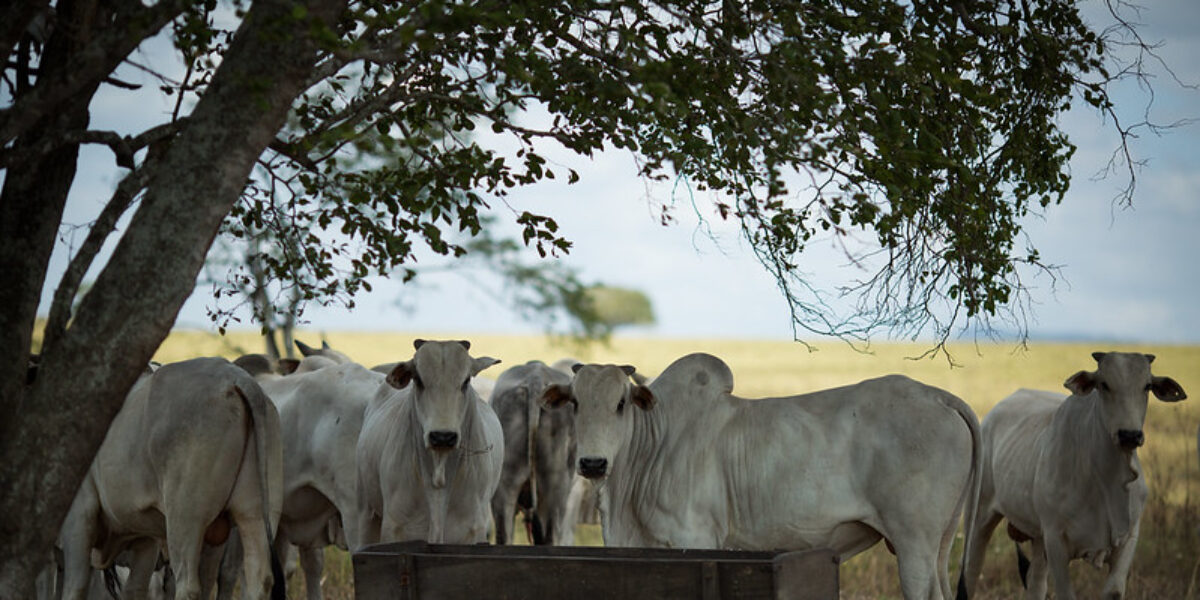 Goiás contabilizou mais de 22 milhões de cabeças de bovinos, em 2024, segundo a Agrodefesa