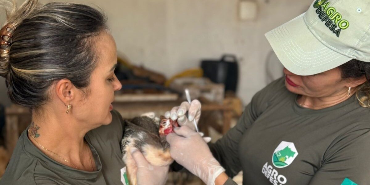 Agrodefesa realiza exames em aves para assegurar ausência de Influenza Aviária e Doença de Newcastle, em Goiás