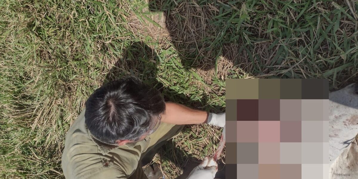 Agrodefesa monitora casos de raiva em bovinos em São Patrício, na região Central do Estado