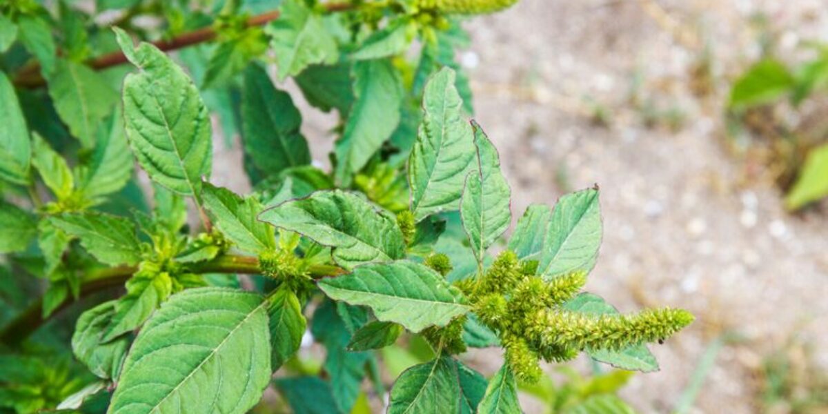 Agrodefesa intensifica ações para evitar a entrada da praga Amaranthus palmeri em Goiás