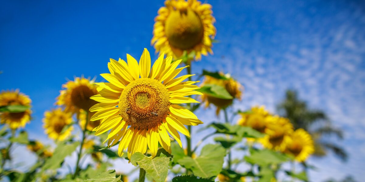 Prazo para a semeadura do girassol termina no dia 31 de março em Goiás