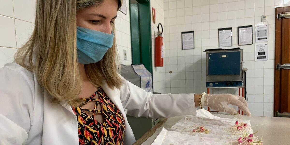 Laboratório de Análise de Sementes da Agrodefesa alcança nota máxima em teste nacional
