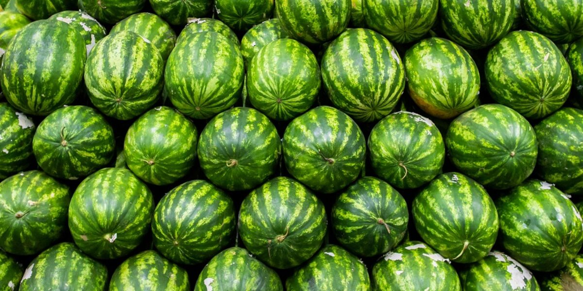 Com apoio da Agrodefesa, Mundo Novo recebe autorização do Mapa para exportar melancia, melão e abóbora