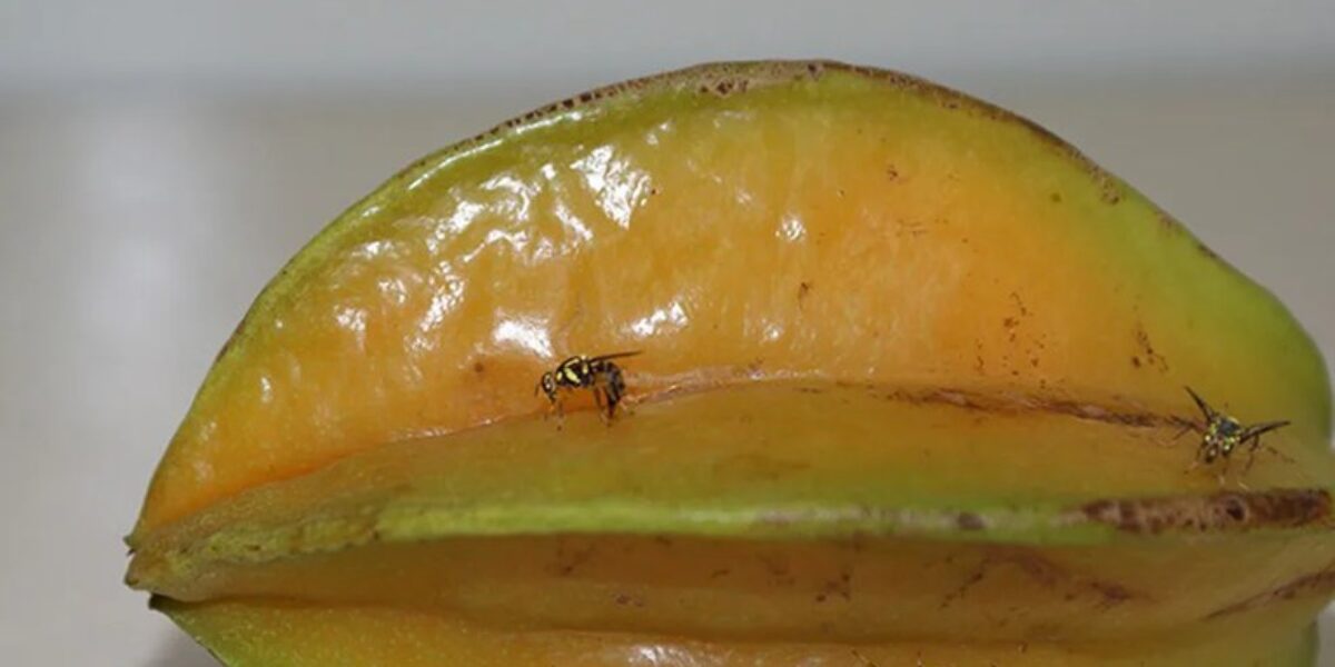 Agrodefesa reforça vigilância para evitar a entrada da mosca-da-carambola em Goiás