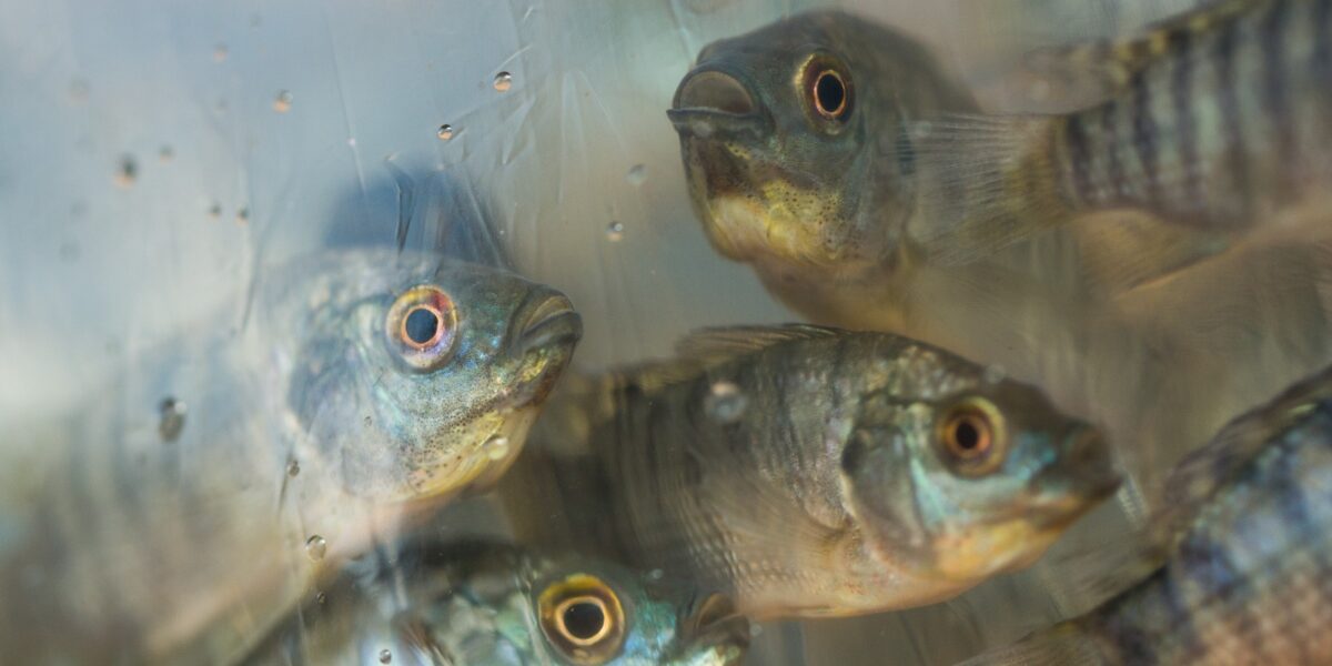 Agrodefesa reforça a importância do cadastro de estabelecimentos de aquicultura em Goiás