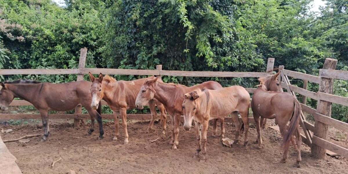 Operação conjunta da Agrodefesa e Batalhão Rural da PM resulta no fechamento de abatedouro clandestino de cavalos em Anápolis