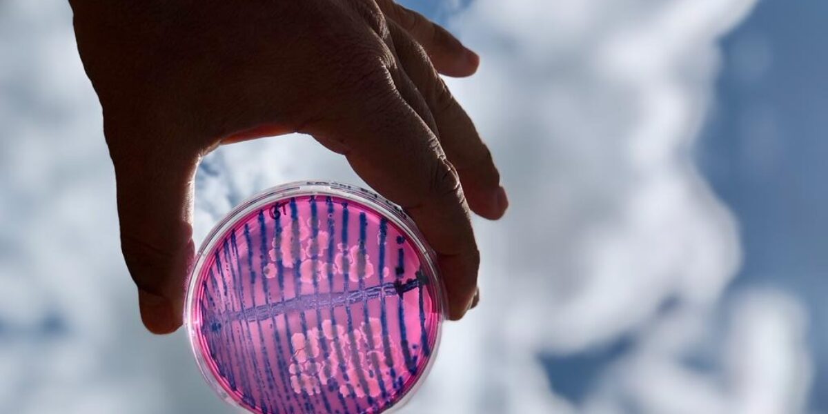 Agrodefesa e Seapa discutem atualização do Programa Estadual de Bioinsumos