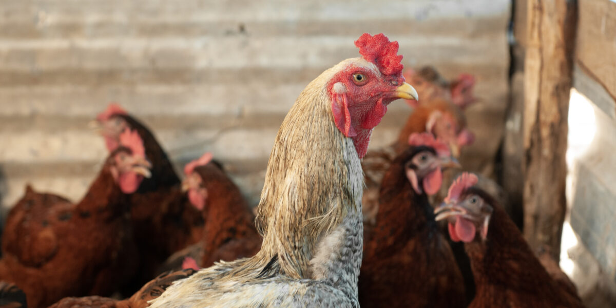 Gripe aviária: Agrodefesa orienta sobre as mudanças previstas em nova portaria do Mapa