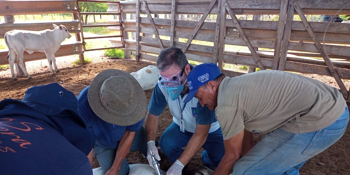 Agrodefesa orienta produtores e revendedores sobre vacinas obrigatórias para bovinos, bubalinos e equinos em Goiás