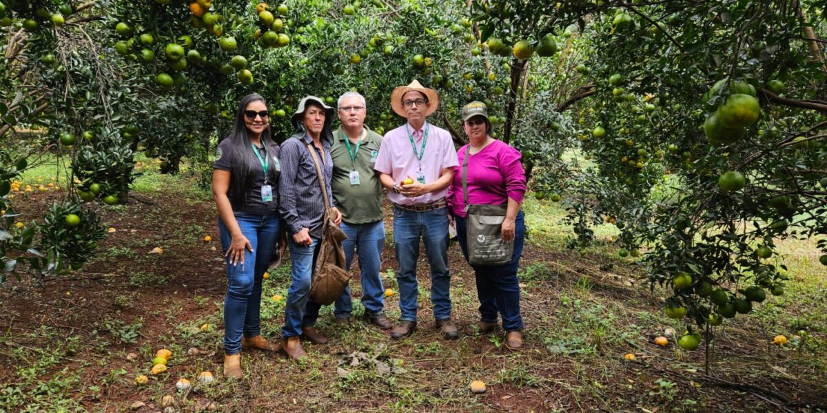 Agrodefesa identifica novas áreas com sintomas de HLB em Anápolis e reforça ações de contenção da praga no Estado