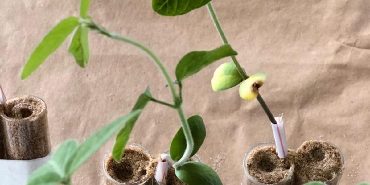 Governo de Goiás abre consulta pública sobre atualização da legislação de bioinsumos