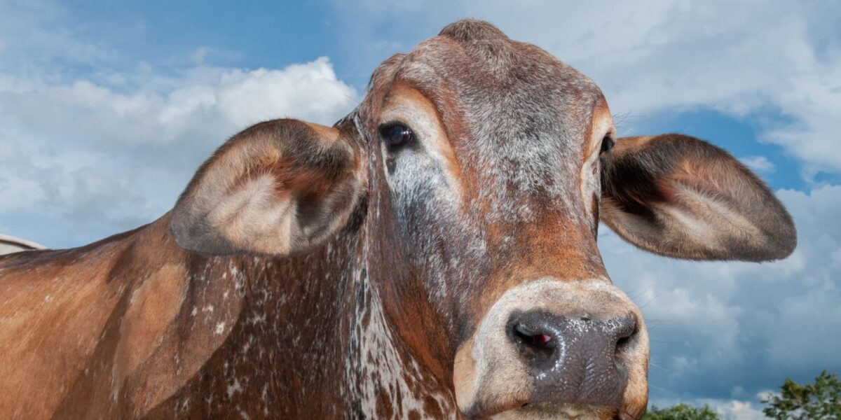 Em Goiás, declaração de rebanho e vacinação obrigatória contra a raiva de herbívoros começam em 1º de maio