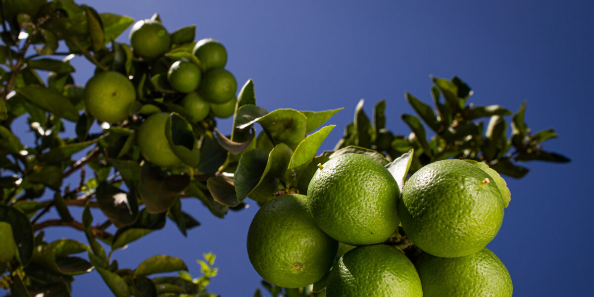 Agrodefesa realiza palestras sobre desafios da citricultura e uso seguro de agrotóxicos em municípios da região do Vão do Paranã