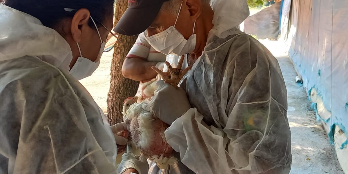 Goiás mantém status livre de gripe aviária e reforça ações de prevenção