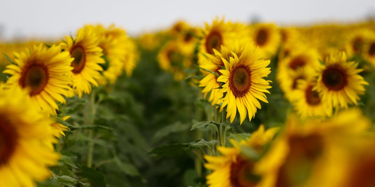 Com apoio da Agrodefesa, Goiás lidera produção nacional de girassol