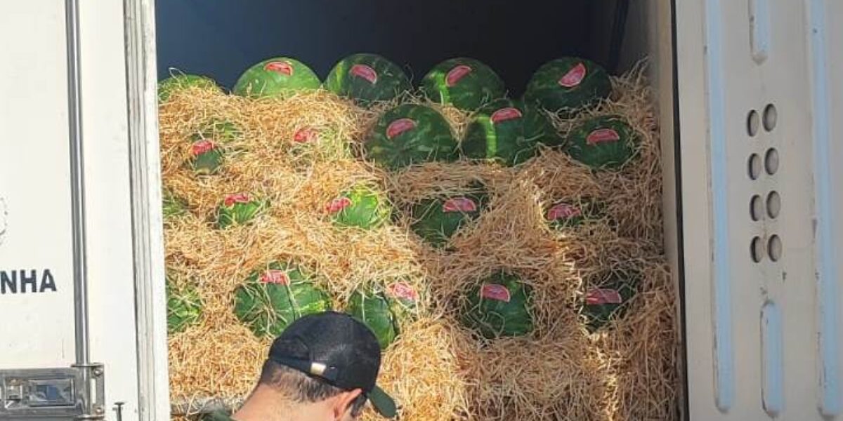 Agrodefesa busca assegurar a qualidade fitossanitária da melancia goiana para exportação