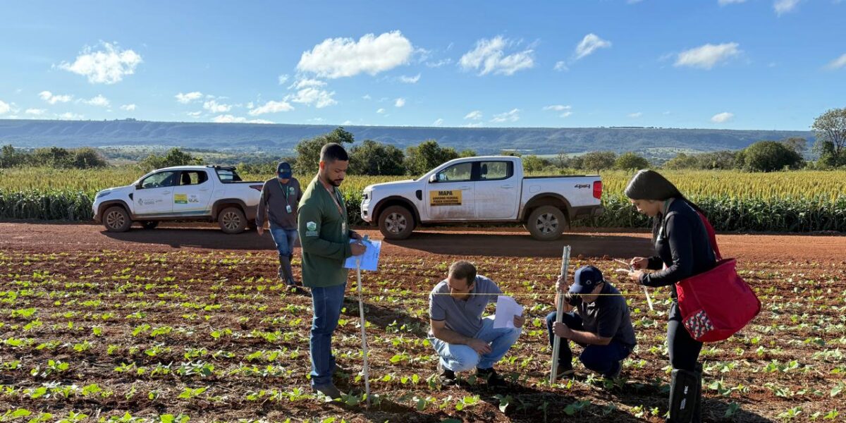 Agrodefesa monitora mosca-branca e viroses do feijoeiro em 12 municípios de Goiás