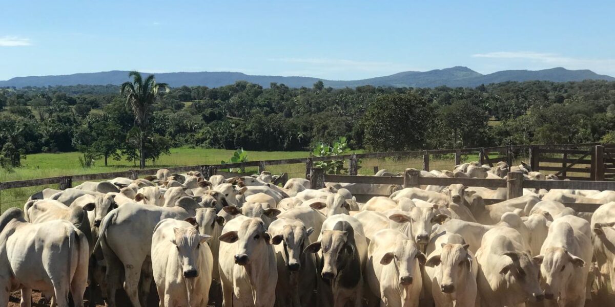 Agrodefesa prorroga até 25 de junho o prazo para vacinação obrigatória contra raiva dos herbívoros em Goiás
