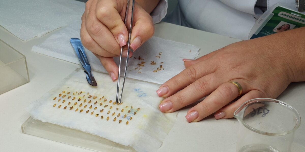 Agrodefesa orienta produtores sobre a importância de adquirir sementes de qualidade para a nova safra