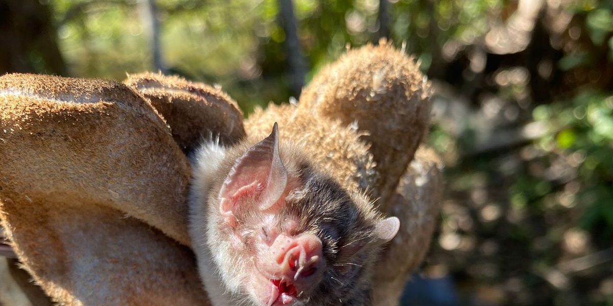 Agrodefesa realiza monitoramento de abrigos e captura de morcegos hematófagos na região Sudoeste do Estado