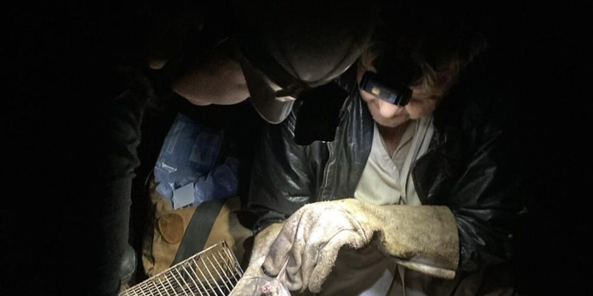 Agrodefesa realiza ação de controle de morcegos hematófagos em Água Fria de Goiás