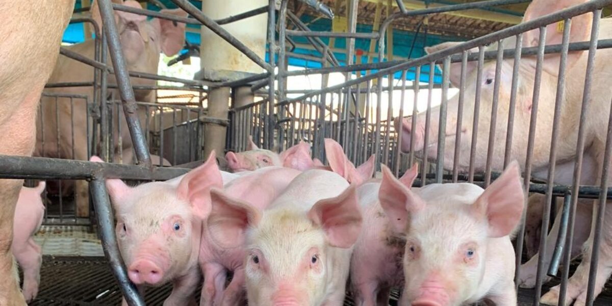 Goiás mantém status sanitário de área livre de Peste Suína Clássica, após conclusão de mais um ciclo de vigilância em suínos