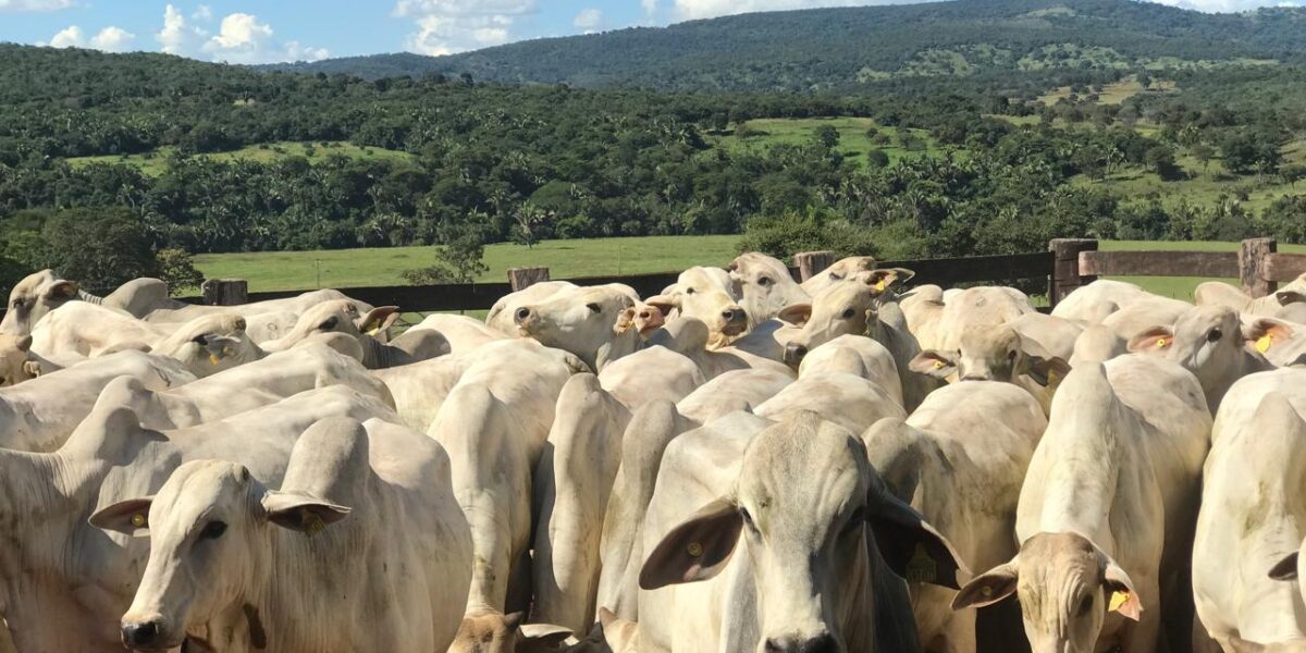 Agrodefesa orienta produtores a ficarem atentos aos sinais clínicos de febre aftosa