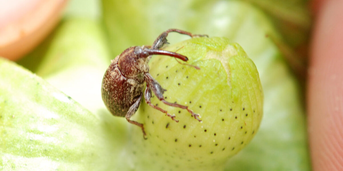 Agrodefesa atualiza normas do Programa Estadual de Prevenção e Controle do Bicudo-do-Algodoeiro em Goiás