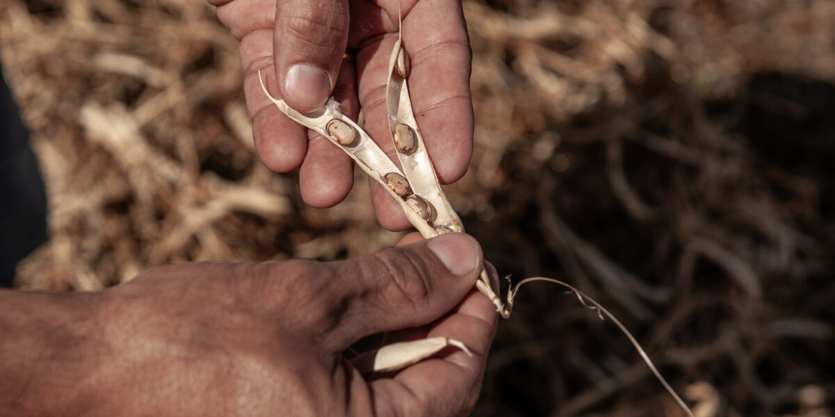 Em Goiás, vazio sanitário do feijão começa no próximo sábado (20/9)
