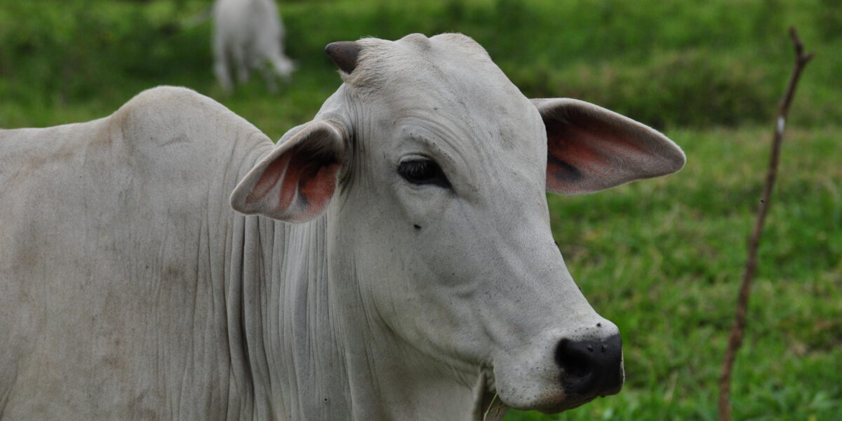 Agrodefesa e Seapa levam experiência imersiva da pecuária goiana à Goiás Genética 2025