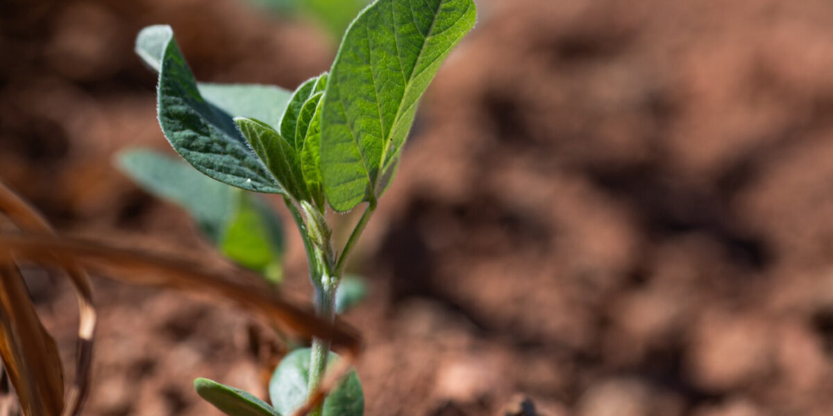 Vazio sanitário da soja termina nesta quarta-feira (24/9) em Goiás