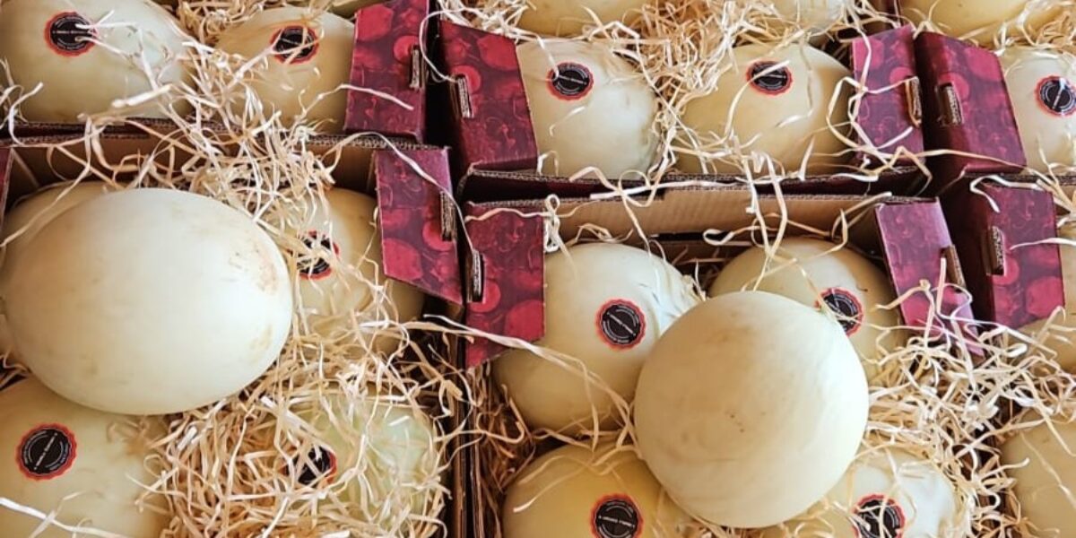 Agrodefesa garante segurança fitossanitária e Goiás inicia exportação de melão para a Argentina