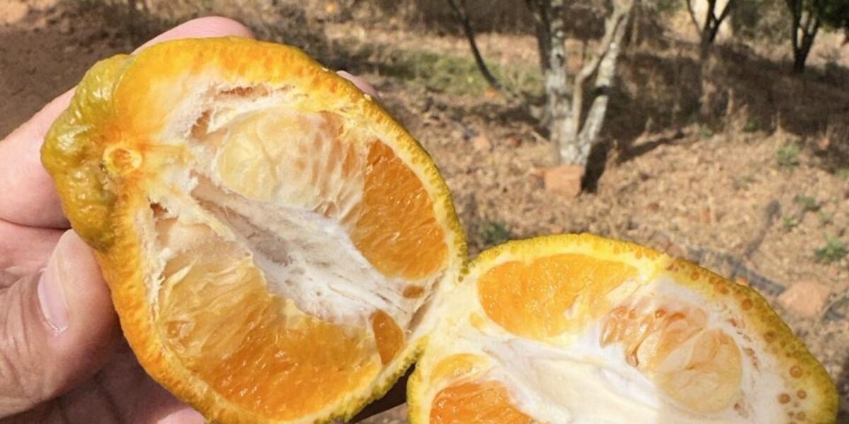 Agrodefesa promove ciclo de palestras sobre sanidade dos citros em Goialândia, distrito de Anápolis