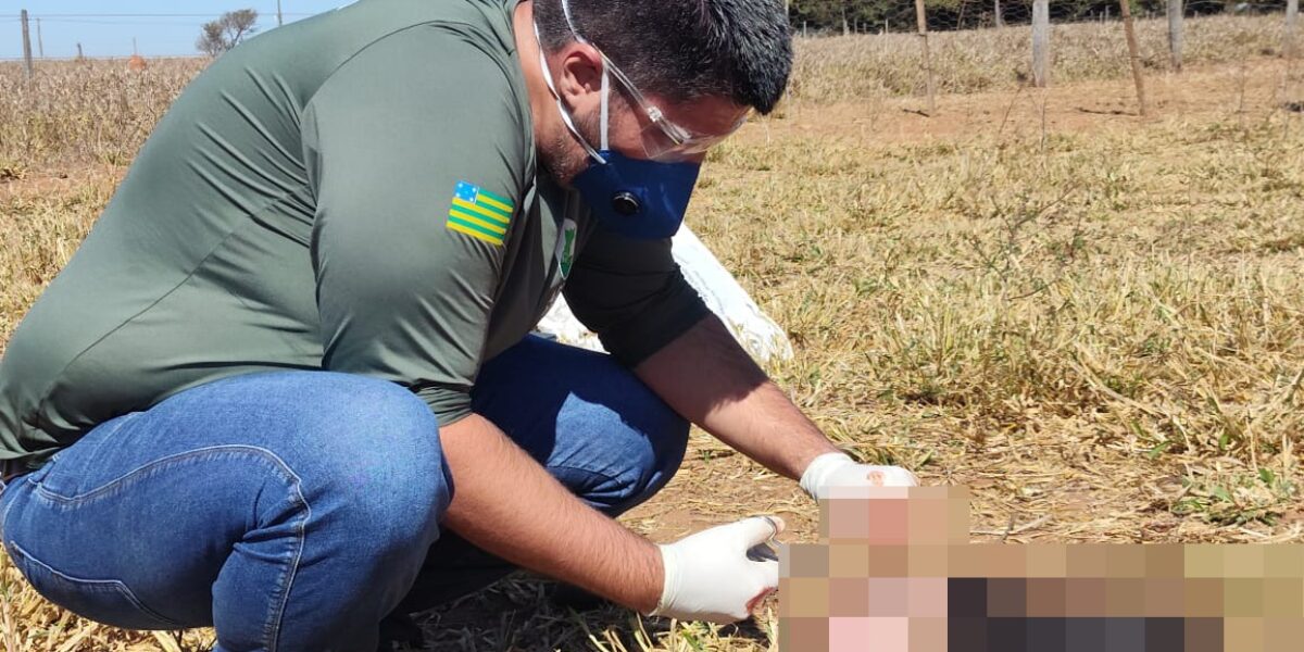 Dia Mundial da Raiva: Agrodefesa reforça importância de notificação de casos suspeitos