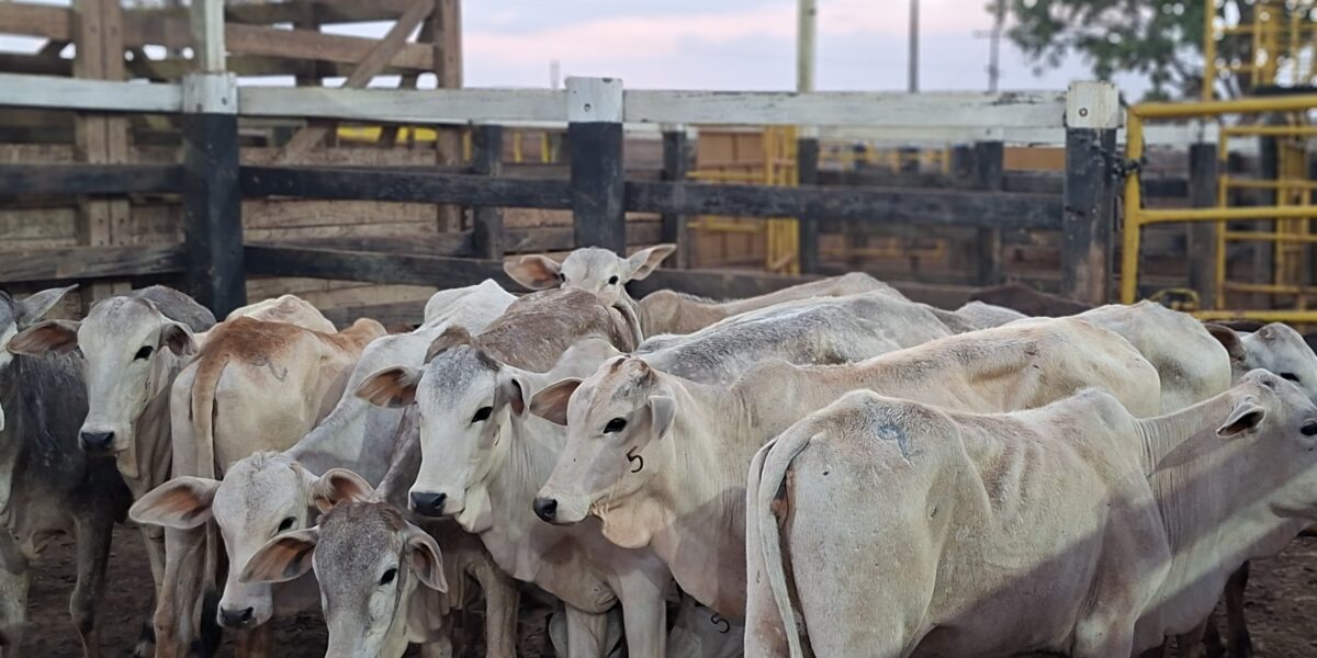 Agrodefesa e SES alertam sobre os riscos da brucelose e reforçam importância de consumo de alimentos com inspeção