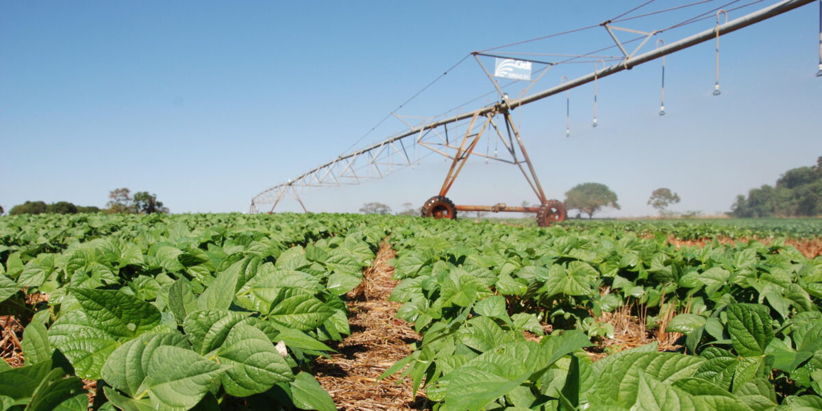 Agrodefesa informa: período de semeadura do feijão-comum começa nesta próxima terça-feira (21/10) em Goiás