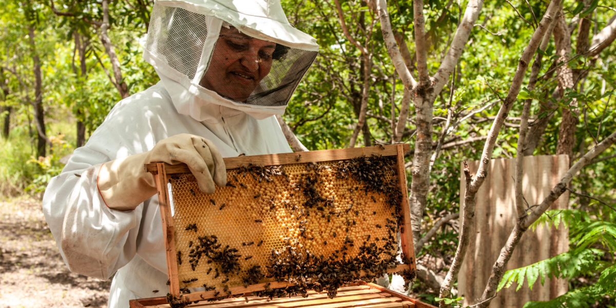Agrodefesa orienta criadores de abelhas sobre a importância do cadastro por meio do Sidago