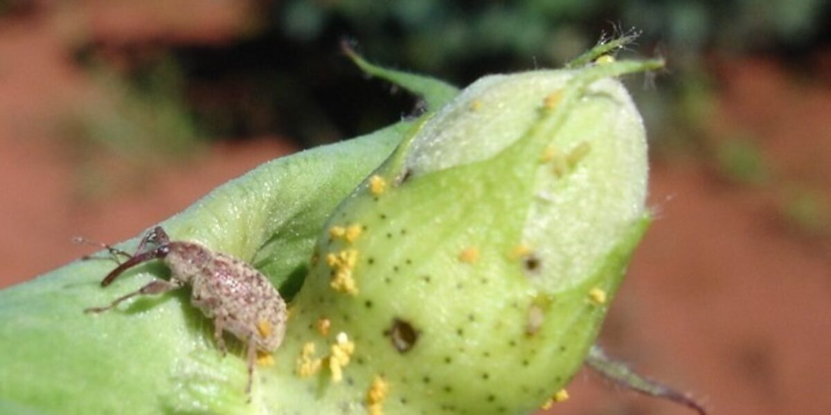 Vazio sanitário da cultura do algodão começa nesta segunda-feira (10/11) na Região 4 de Goiás