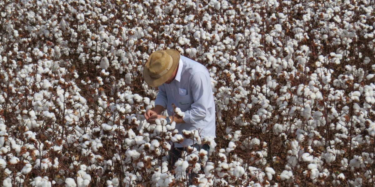 Com fim do vazio sanitário, calendário de semeadura do algodão começa em três regiões de Goiás