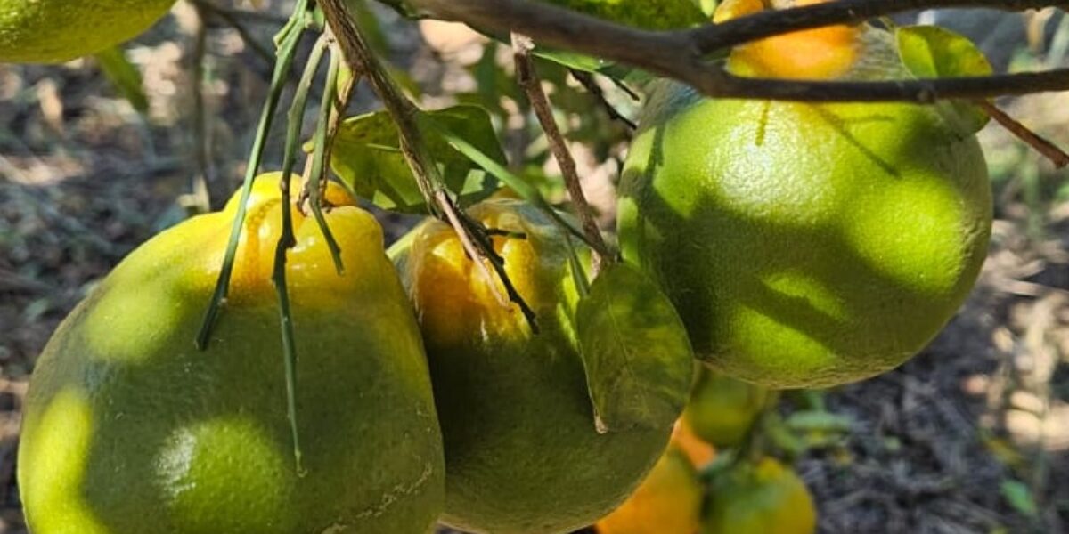Agrodefesa realiza ciclos de palestras sobre praga de citros em Itaberaí e Hidrolândia