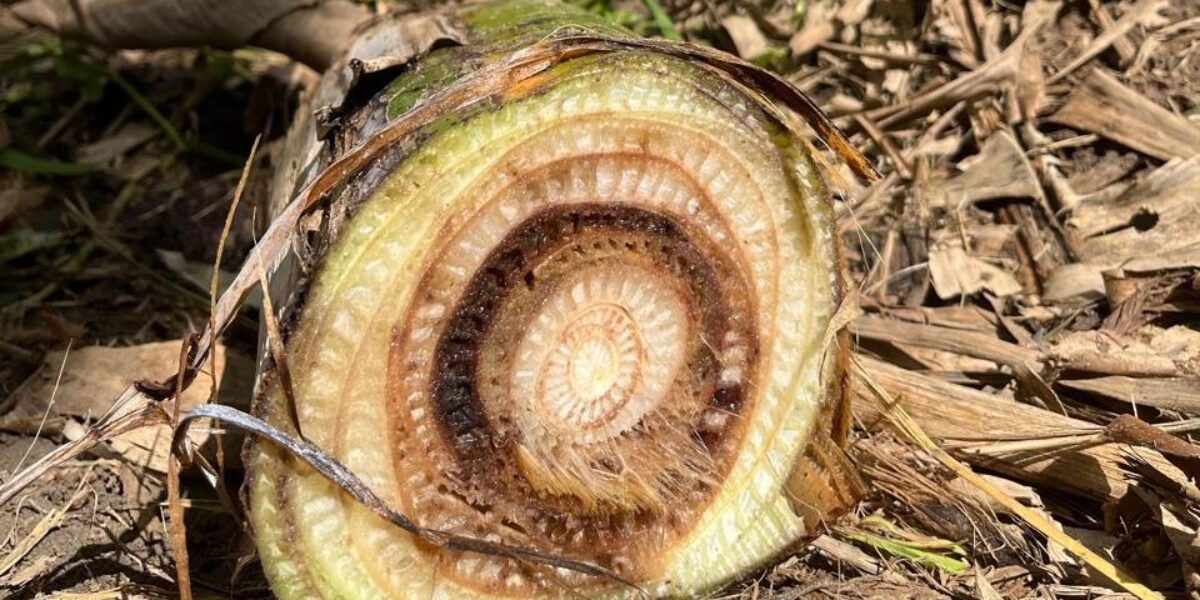Agrodefesa realiza evento sobre bananicultura em Anápolis, município com maior produção da fruta em Goiás