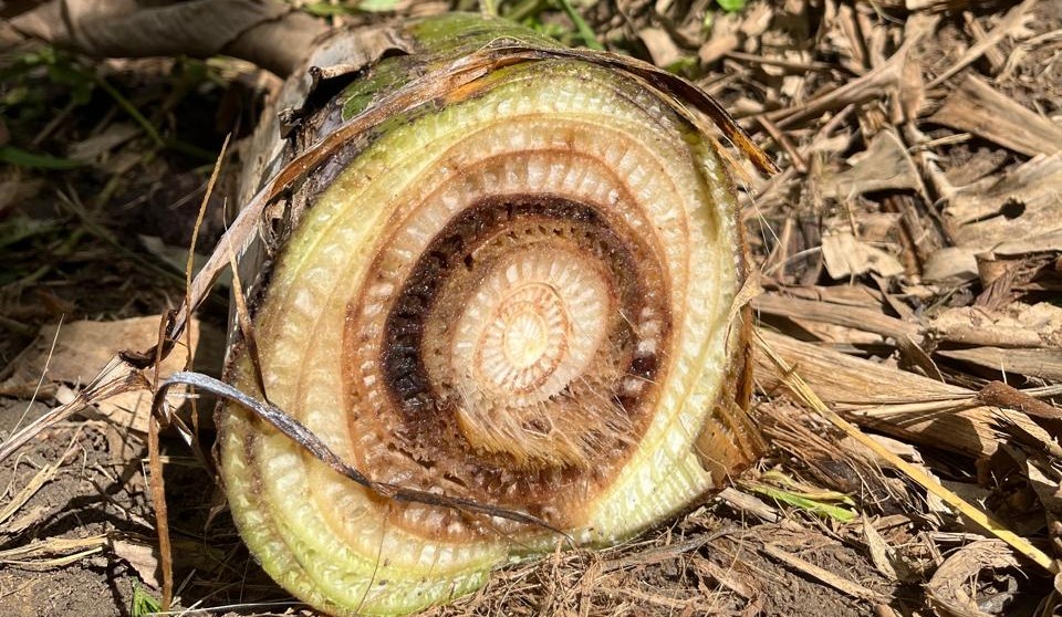 Agrodefesa promove evento sobre bananicultura em Anápolis para capacitação contra pragas como Fusarium R4T Agrodefesa promove evento sobre bananicultura em Anápolis para capacitação contra pragas como Fusarium R4T