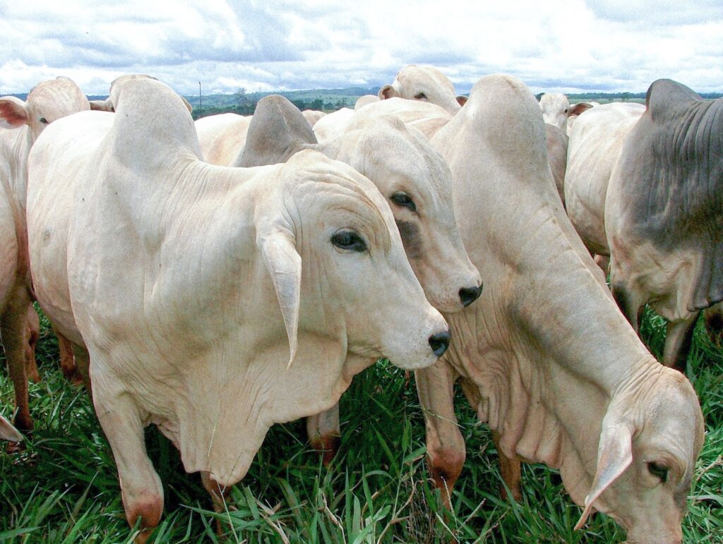 Prazo para a 2ª Etapa da Declaração de Rebanho em Goiás se encerra em 31 de dezembro; atualize seus dados!