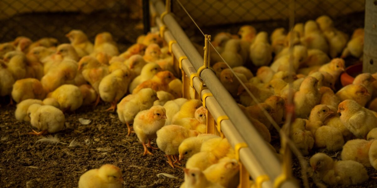 Estabelecimentos comerciais avícolas têm até 31 de janeiro para enviar Declaração de Biosseguridade à Agrodefesa