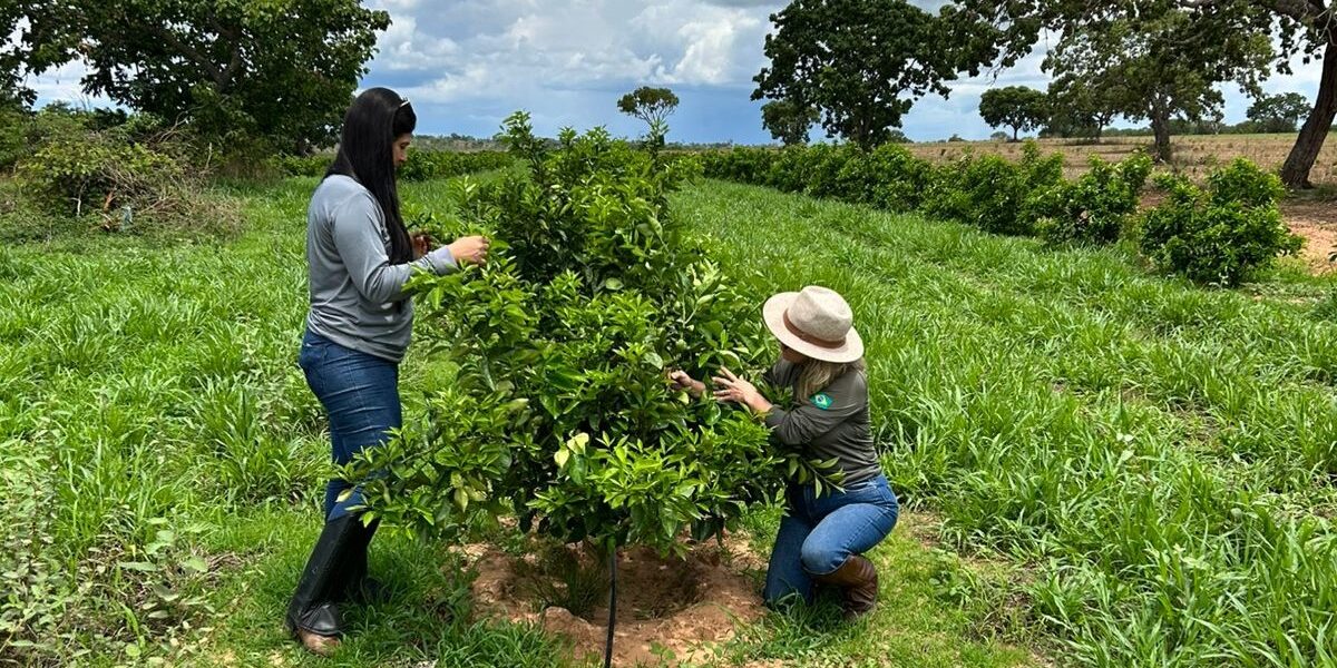 Levantamento fitossanitário atesta ausência de novos focos de cancro cítrico em pomares e viveiros goianos