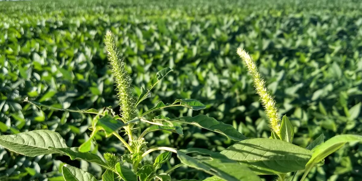 Agrodefesa reforça inspeção fitossanitária em lavouras de soja para prevenir Amaranthus palmeri