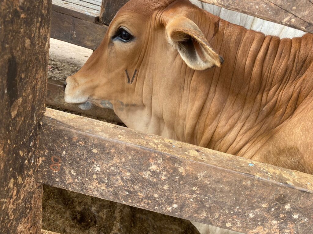 Goiás atinge 79,89% de cobertura vacinal contra brucelose bovina, o melhor resultado em cinco anos