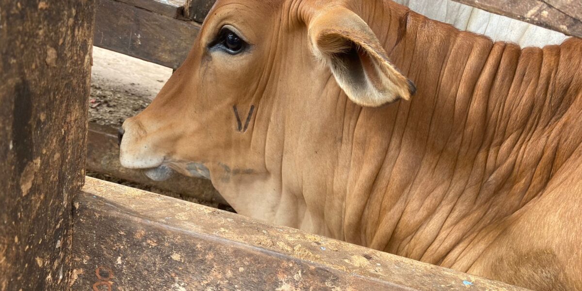 ​Goiás amplia cobertura vacinal contra brucelose bovina